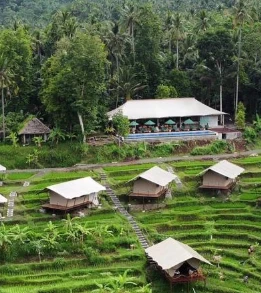 Kaura Manggis