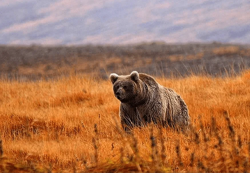Deosai National Park